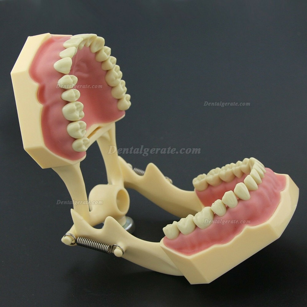 Dental Typodont Restorative Standardmodell M8014-2 Kompatibel mit Frasaco AG3 Modell